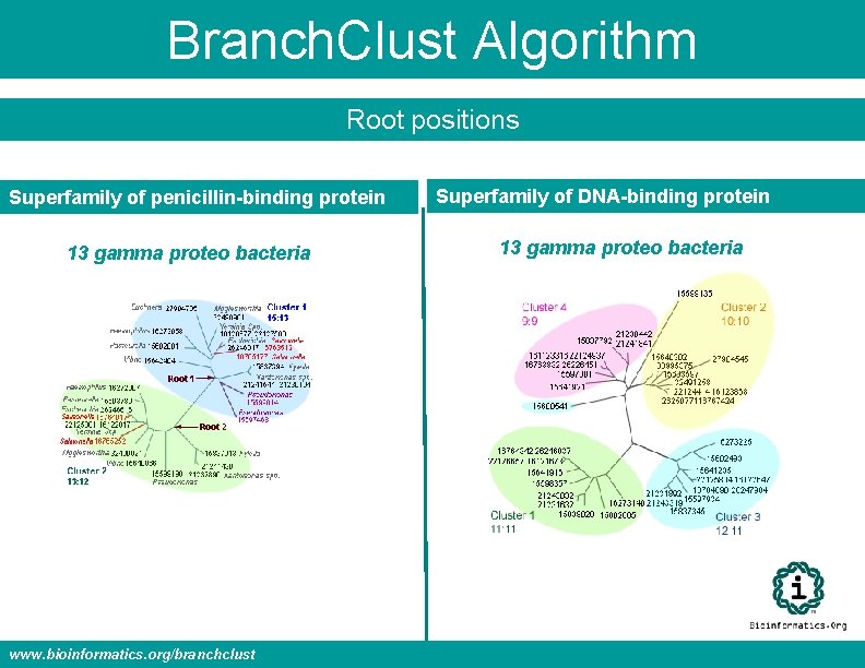 Branch. Clust Algorithm Root positions Superfamily of penicillin-binding protein 13 gamma proteo bacteria www.