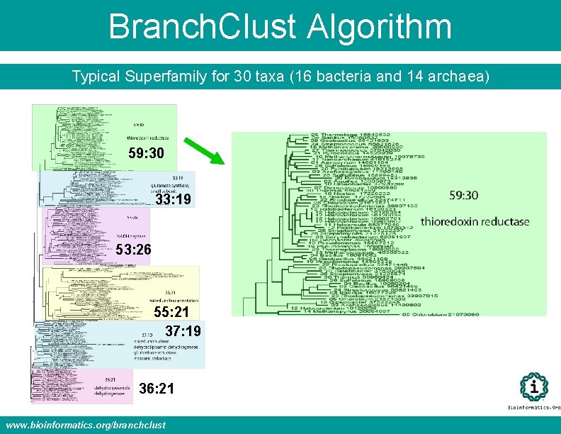 Branch. Clust Algorithm Typical Superfamily for 30 taxa (16 bacteria and 14 archaea) 59: