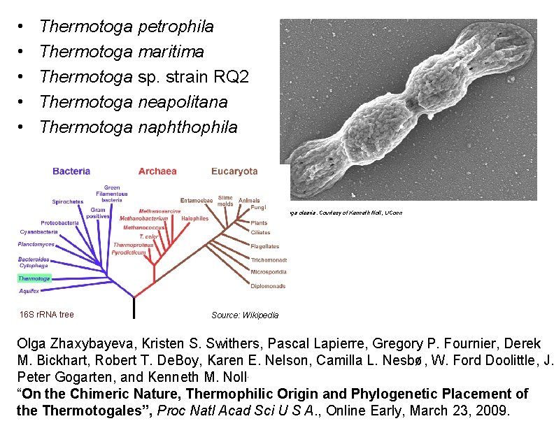  • • • Thermotoga petrophila Thermotoga maritima Thermotoga sp. strain RQ 2 Thermotoga