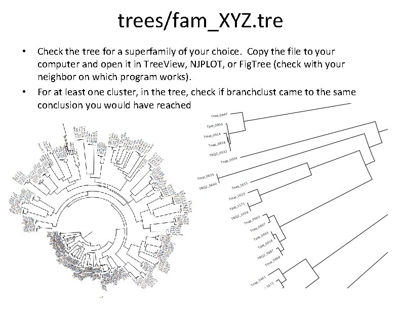 trees/fam_XYZ. tre • • Check the tree for a superfamily of your choice. Copy