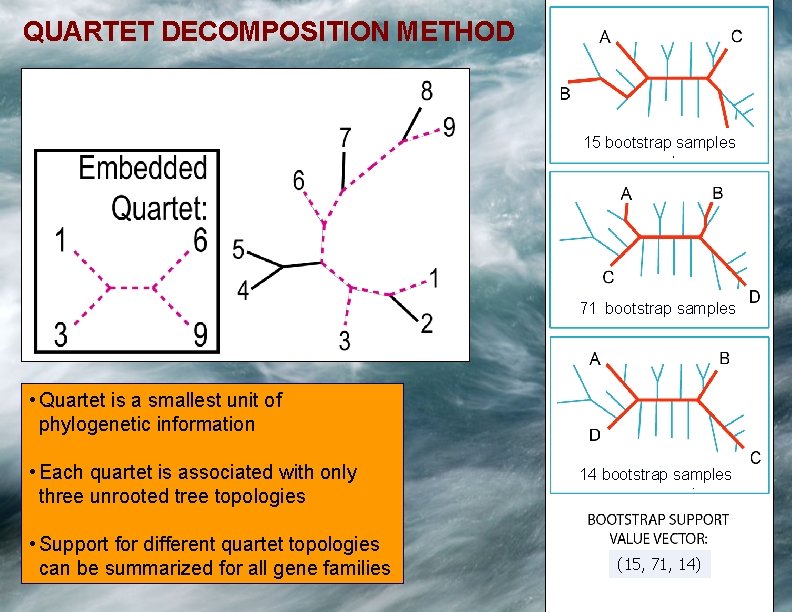 QUARTET DECOMPOSITION METHOD 15 bootstrap samples 71 bootstrap samples • Quartet is a smallest