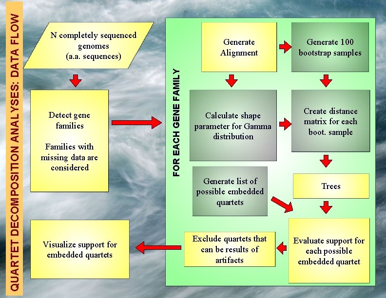 Detect gene families Families with missing data are considered Visualize support for embedded quartets