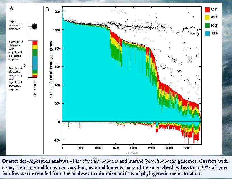 Quartet decomposition analysis of 19 Prochlorococcus and marine Synechococcus genomes. Quartets with a very