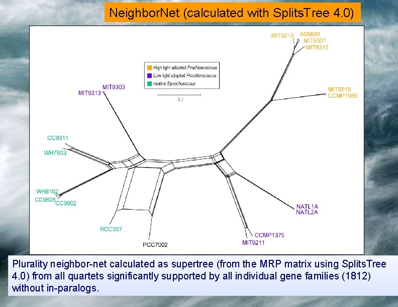 Neighbor. Net (calculated with Splits. Tree 4. 0) Plurality neighbor-net calculated as supertree (from