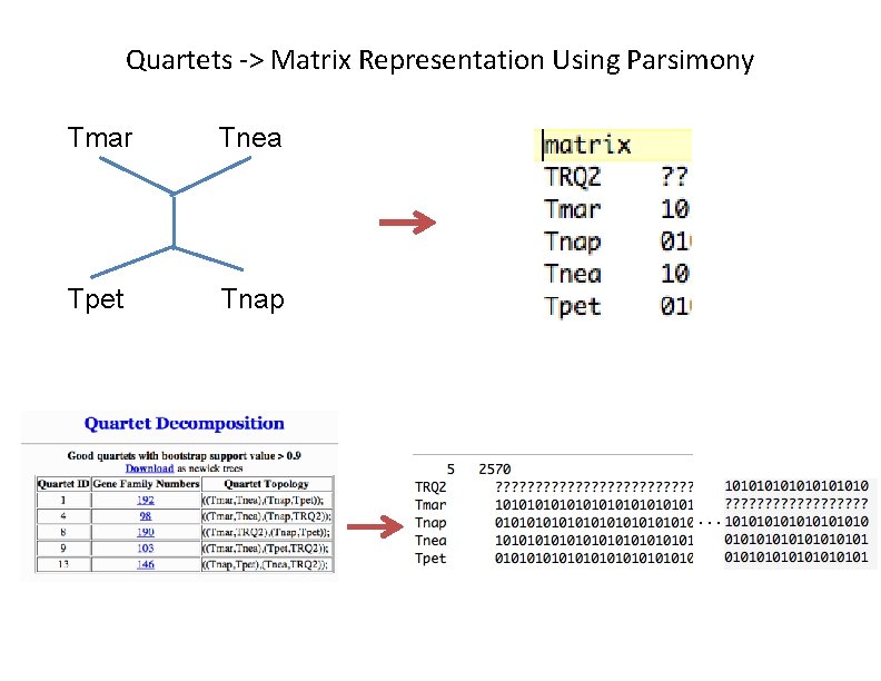 Quartets -> Matrix Representation Using Parsimony Tmar Tnea Tpet Tnap … 