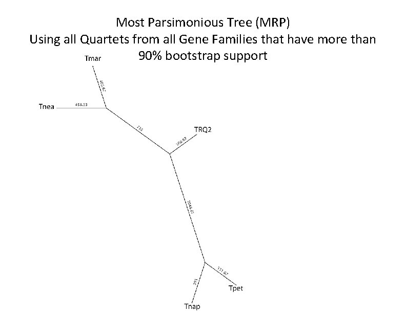 Most Parsimonious Tree (MRP) Using all Quartets from all Gene Families that have more