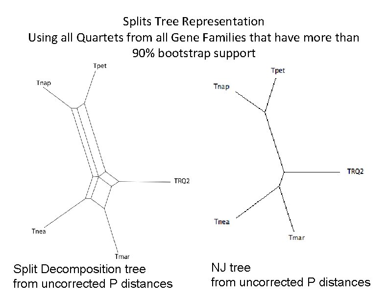 Splits Tree Representation Using all Quartets from all Gene Families that have more than