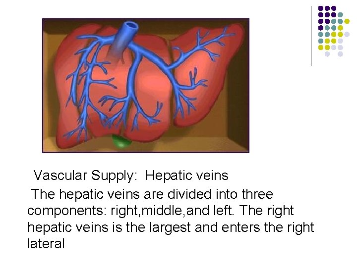 Vascular Supply: Hepatic veins The hepatic veins are divided into three components: right, middle,