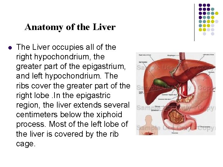 Anatomy of the Liver l The Liver occupies all of the right hypochondrium, the