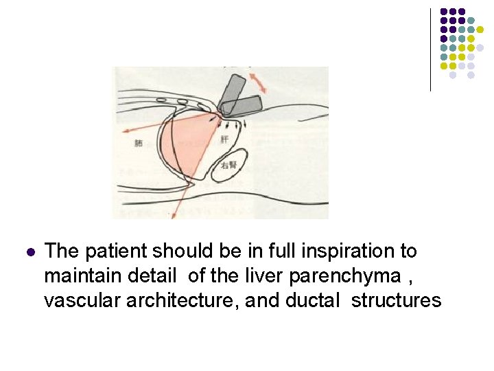 l The patient should be in full inspiration to maintain detail of the liver