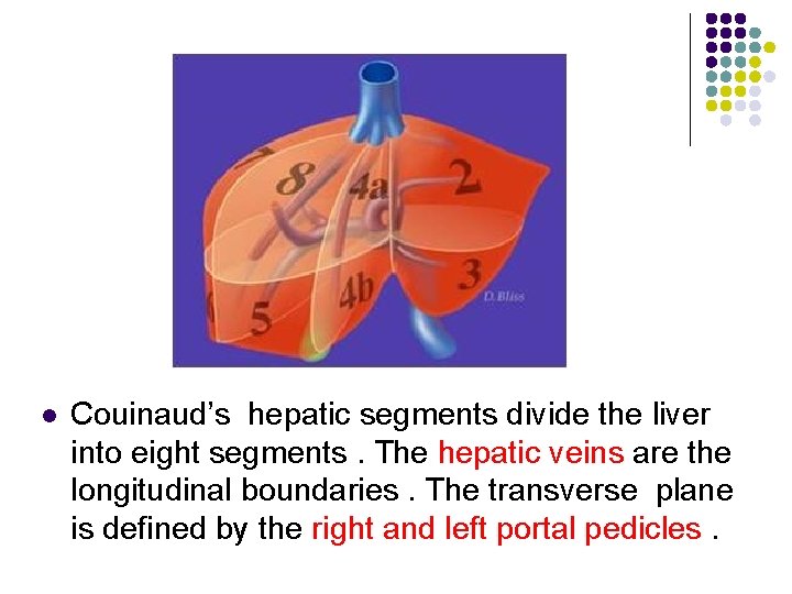 l Couinaud’s hepatic segments divide the liver into eight segments. The hepatic veins are