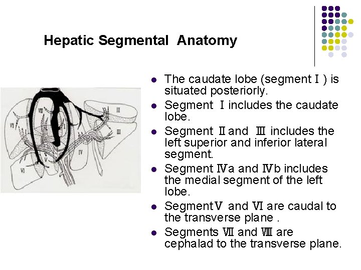 Hepatic Segmental Anatomy l l l The caudate lobe (segmentⅠ) is situated posteriorly. Segment