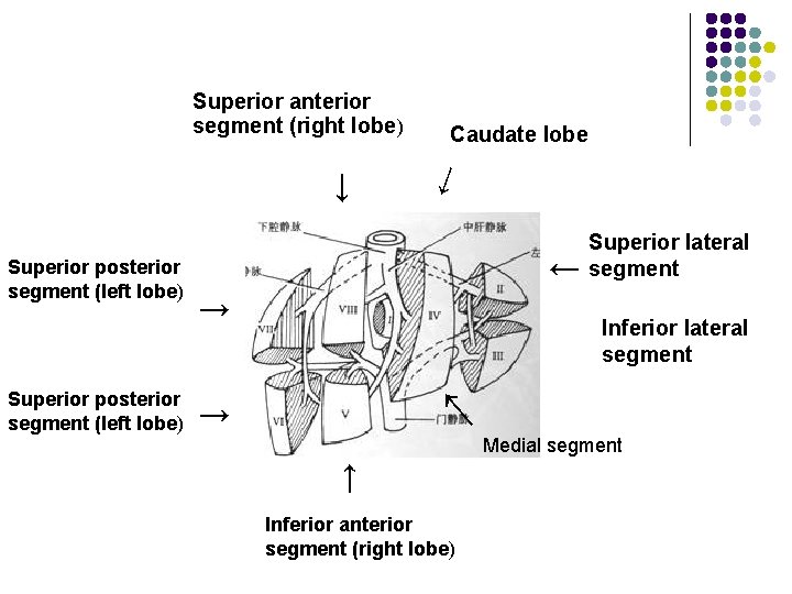 Superior anterior segment (right lobe) → → Superior lateral segment → Inferior lateral segment