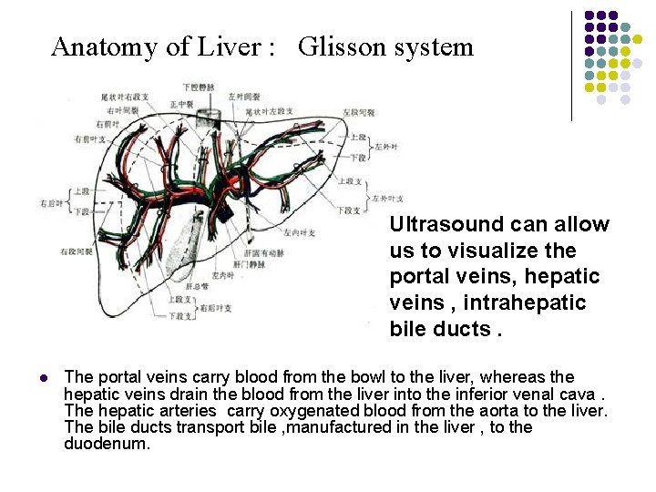 Anatomy of Liver : Glisson system Ultrasound can allow us to visualize the portal