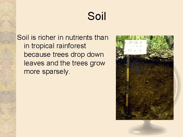 Soil is richer in nutrients than in tropical rainforest because trees drop down leaves