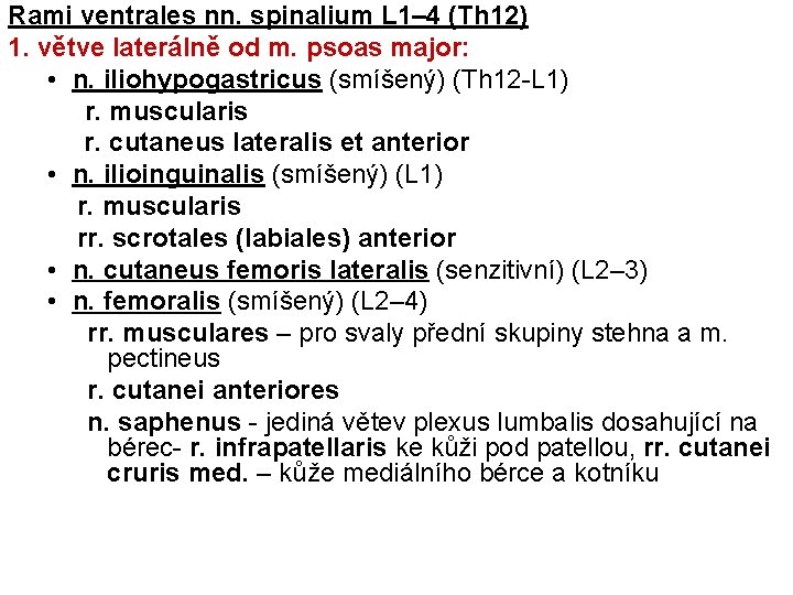 Rami ventrales nn. spinalium L 1– 4 (Th 12) 1. větve laterálně od m.