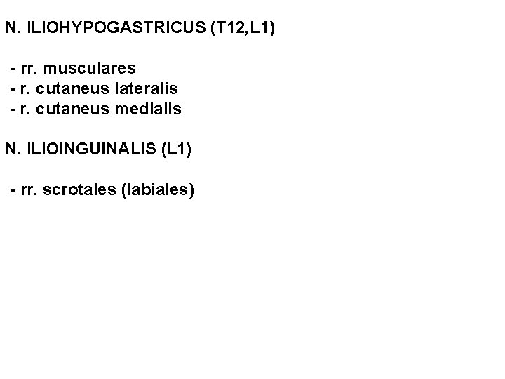 N. ILIOHYPOGASTRICUS (T 12, L 1) - rr. musculares - r. cutaneus lateralis -