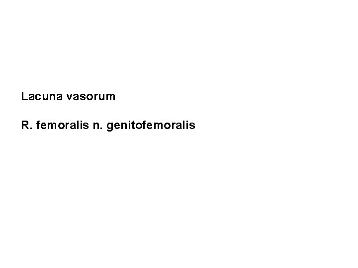 Lacuna vasorum R. femoralis n. genitofemoralis 
