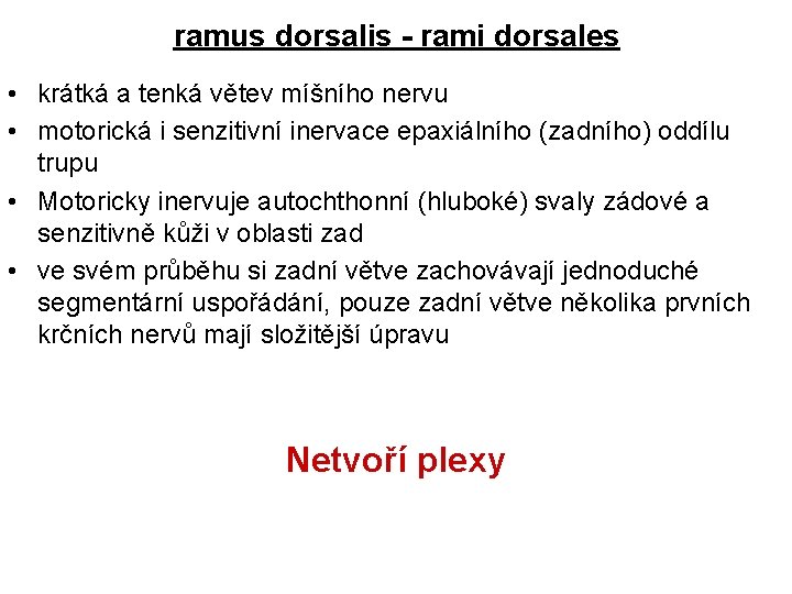 ramus dorsalis - rami dorsales • krátká a tenká větev míšního nervu • motorická