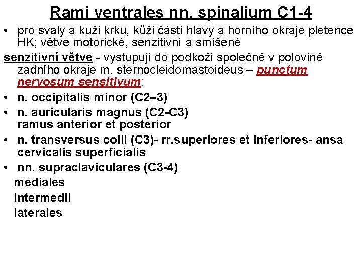 Rami ventrales nn. spinalium C 1 -4 • pro svaly a kůži krku, kůži