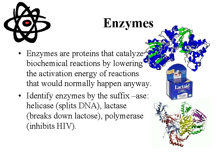 Enzymes • Enzymes are proteins that catalyze biochemical reactions by lowering the activation energy