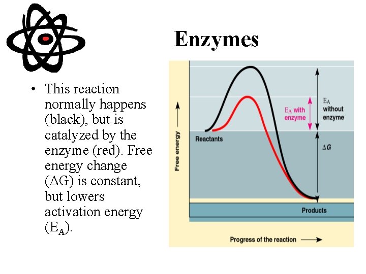 Enzymes • This reaction normally happens (black), but is catalyzed by the enzyme (red).