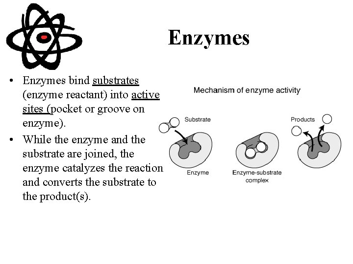 Enzymes • Enzymes bind substrates (enzyme reactant) into active sites (pocket or groove on
