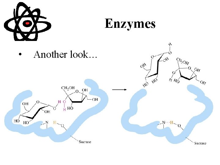 Enzymes • Another look… 