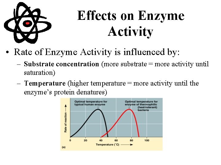 Effects on Enzyme Activity • Rate of Enzyme Activity is influenced by: – Substrate