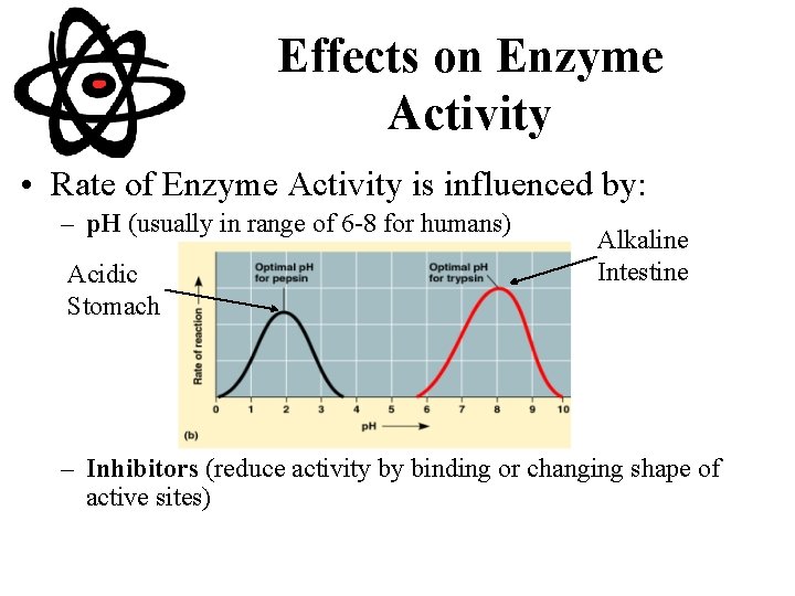 Effects on Enzyme Activity • Rate of Enzyme Activity is influenced by: – p.