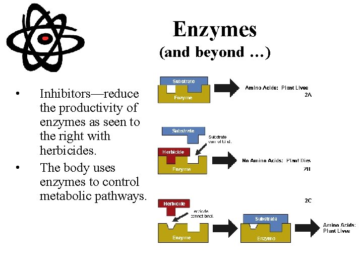 Enzymes (and beyond …) • • Inhibitors—reduce the productivity of enzymes as seen to