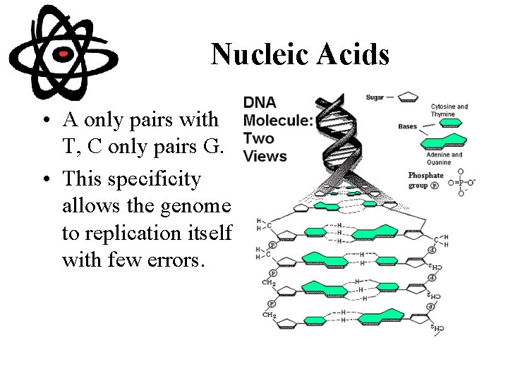 Nucleic Acids • A only pairs with T, C only pairs G. • This