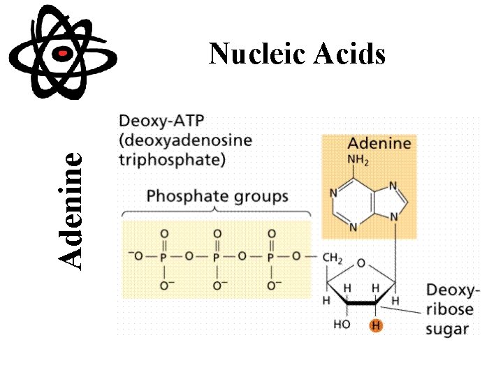 Adenine Nucleic Acids 