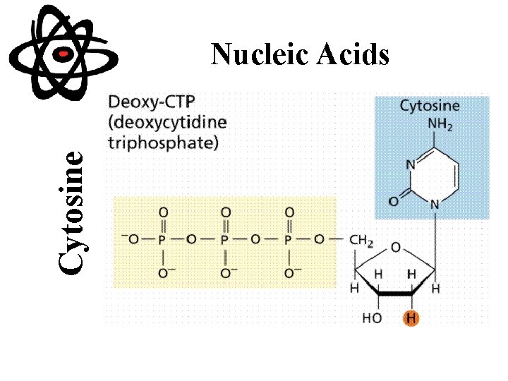 Cytosine Nucleic Acids 