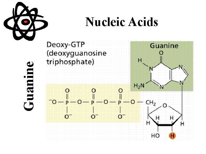Guanine Nucleic Acids 
