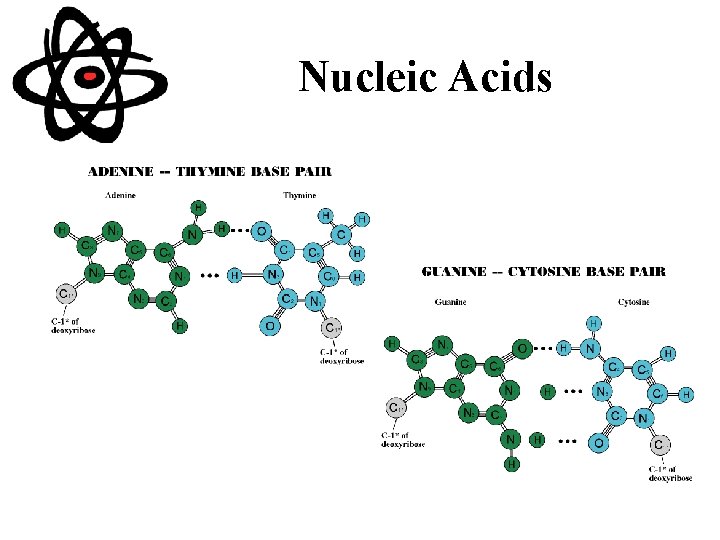 Nucleic Acids 