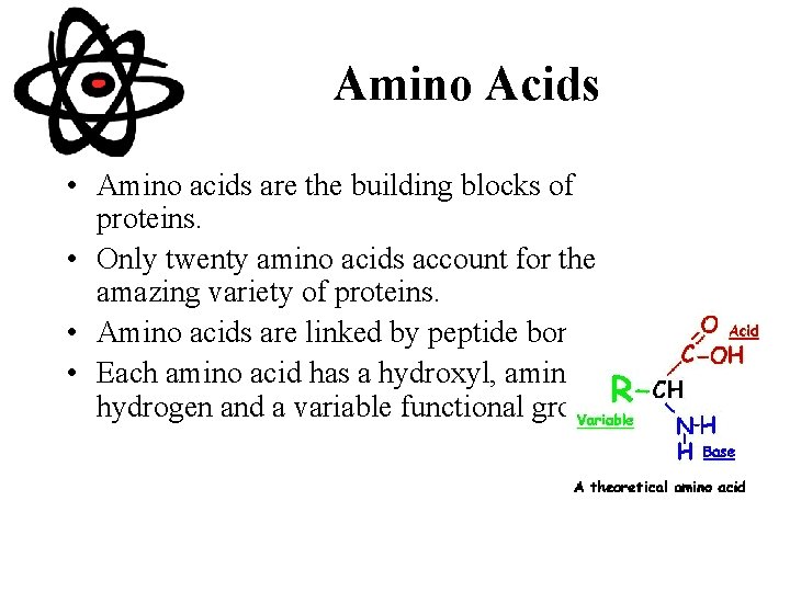 Amino Acids • Amino acids are the building blocks of proteins. • Only twenty