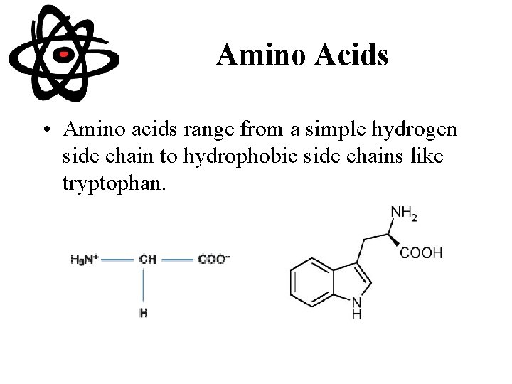 Amino Acids • Amino acids range from a simple hydrogen side chain to hydrophobic