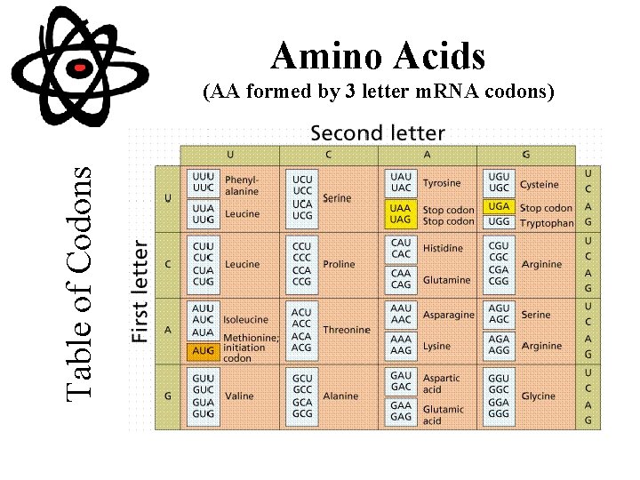 Amino Acids Table of Codons (AA formed by 3 letter m. RNA codons) 