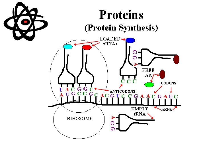 Proteins (Protein Synthesis) 