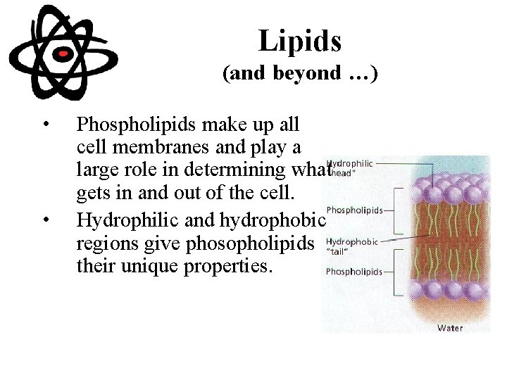 Lipids (and beyond …) • • Phospholipids make up all cell membranes and play