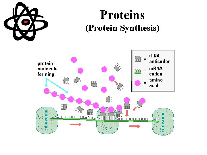 Proteins (Protein Synthesis) 