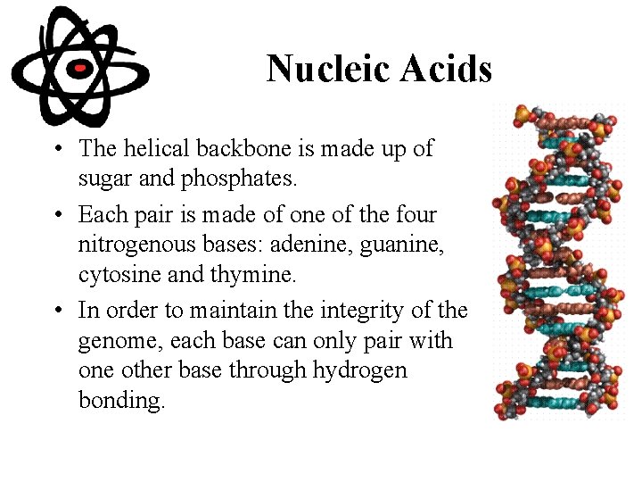 Nucleic Acids • The helical backbone is made up of sugar and phosphates. •