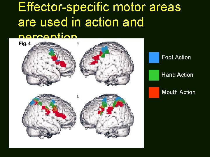 Effector-specific motor areas are used in action and perception Foot Action Hand Action Mouth