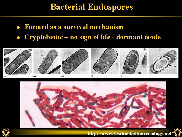 Bacterial Endospores l l Formed as a survival mechanism Cryptobiotic – no sign of