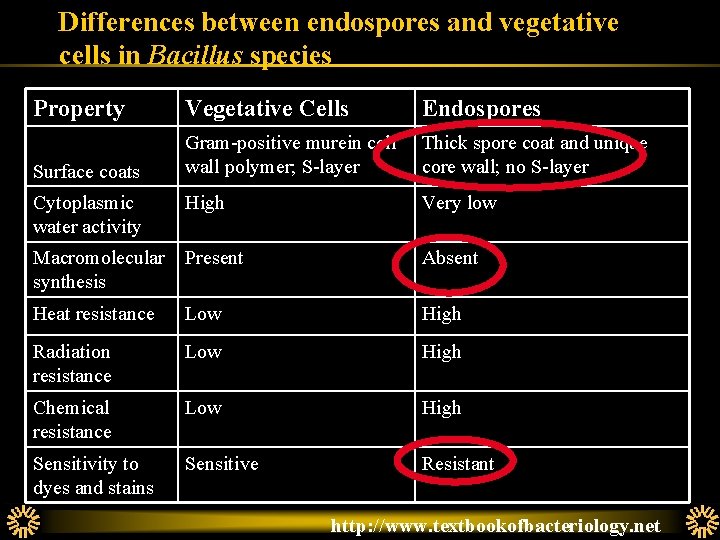 Differences between endospores and vegetative cells in Bacillus species Property Vegetative Cells Endospores Surface