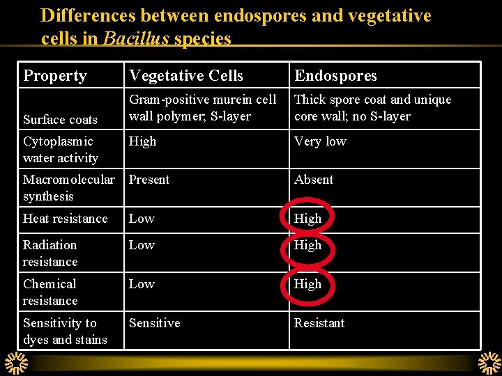 Differences between endospores and vegetative cells in Bacillus species Property Vegetative Cells Endospores Surface