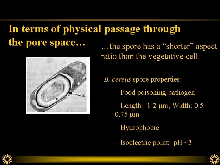 In terms of physical passage through the pore space… …the spore has a “shorter”