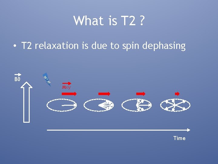 What is T 2 ? • T 2 relaxation is due to spin dephasing