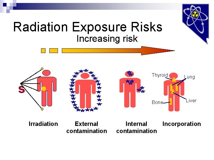Radiation Exposure Risks Increasing risk Thyroid s Lung · Bone Irradiation External contamination Liver